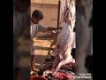 الالالالا