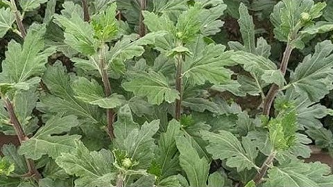 Ngưng thắp đèn cho hoa cúc tết trước bao nhiêu ngày để nở chuẩn tết?