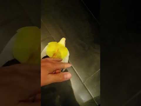 pyrrhura suncheek lovebird pyrrhura suncheek lovebird