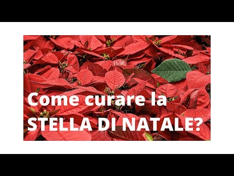 Come Curare La Stella Di Natale Youtube