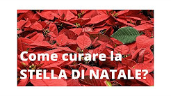 Stella Di Natale Come Si Cura.Stella Di Natale Youtube