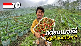 The CHEAPEST fruit in INDONESIA !!
