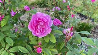 Квітне Therese Bugnet яскрава помітна запашна троянда шраб, гірбид ругози