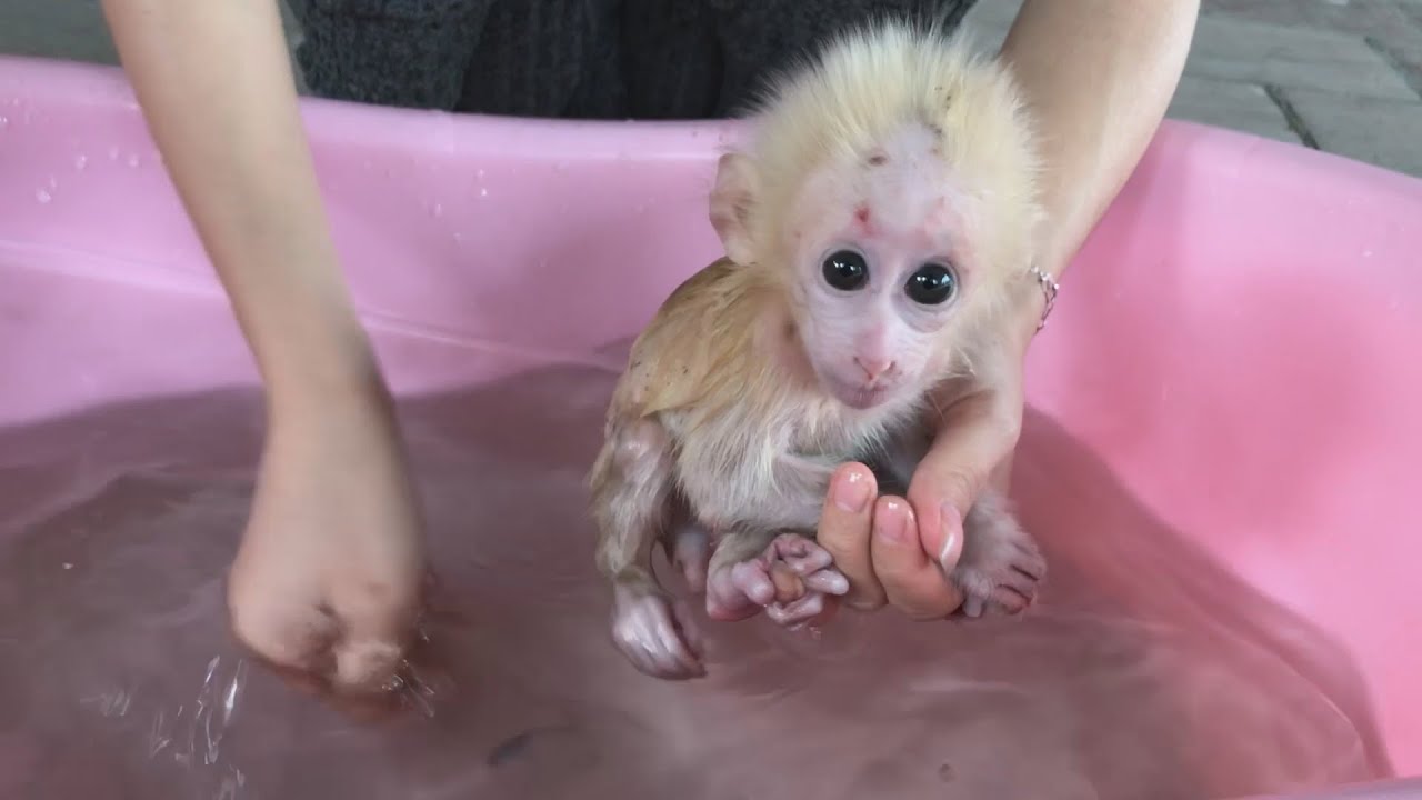 Newborn baby monkey Obi the first days with the family Video was shot