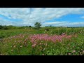 Flores del campo en realidad virtual | Episodio #4