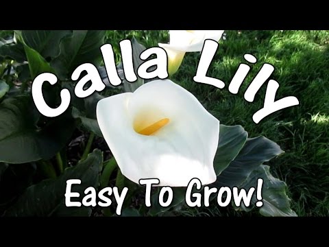 Video: Wat is calla lelie blomme?