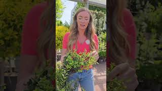 Alternativen Für Den Buchsbaum Und Kleine Beeteinfassungen