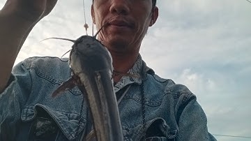 Câu cá rô đồng, thác lác: con kênh lục bình tuy nhỏ nhưng toàn cá khủng.