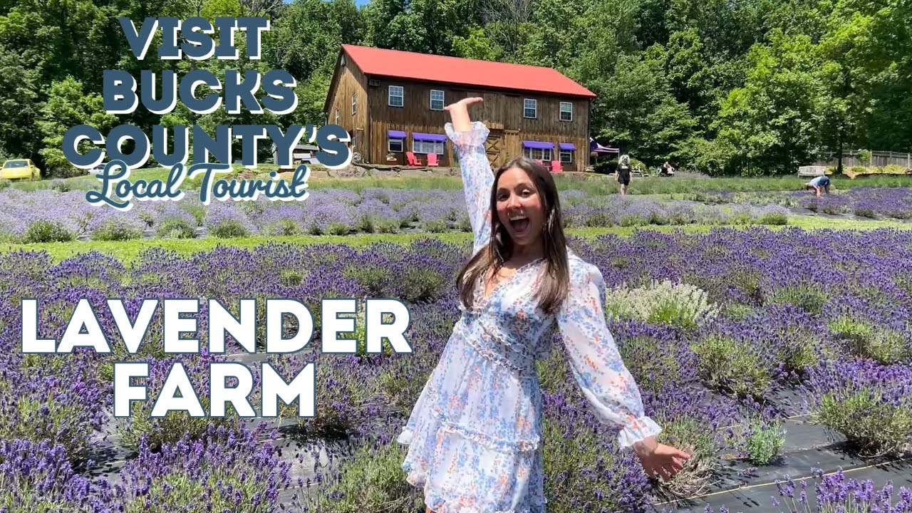 Picking lavender at Peace Valley Lavender Farm YouTube