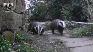 Badgers on the Move