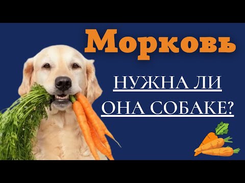 Морковь для собаки. Можно или нет давать морковь собаке?