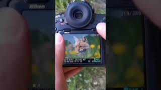 Watch until the end to see the final image of this fox photo shoot #Fox