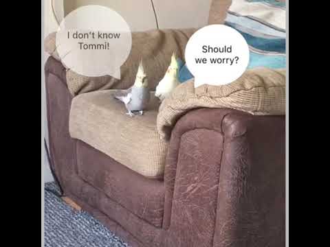 Cockatiel Convos 1 Arthur Tommi 