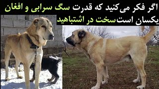 اگر فکر می‌کنید که قدرت سگ سرابی و افغان یکسانه سخت در اشتباهید