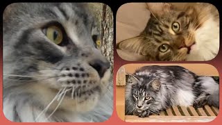 🌟🐾 Top 10 Maine Coon Showtime! Your Ranking of Week 4 Shorts with Sherkan & Shippie! 🐾🌟 113 by Maine Coon Cats TV 223 views 3 months ago 3 minutes, 38 seconds
