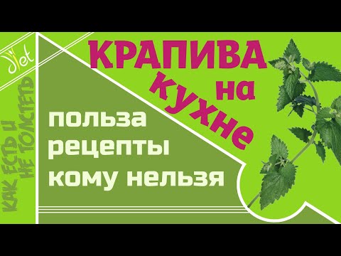 Крапива на кухне: польза, кому нельзя и как готовить крапиву