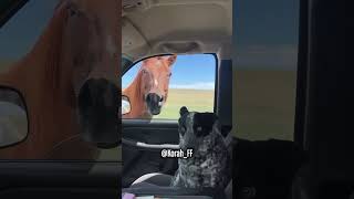 El Caballo Se Ha Enfadao