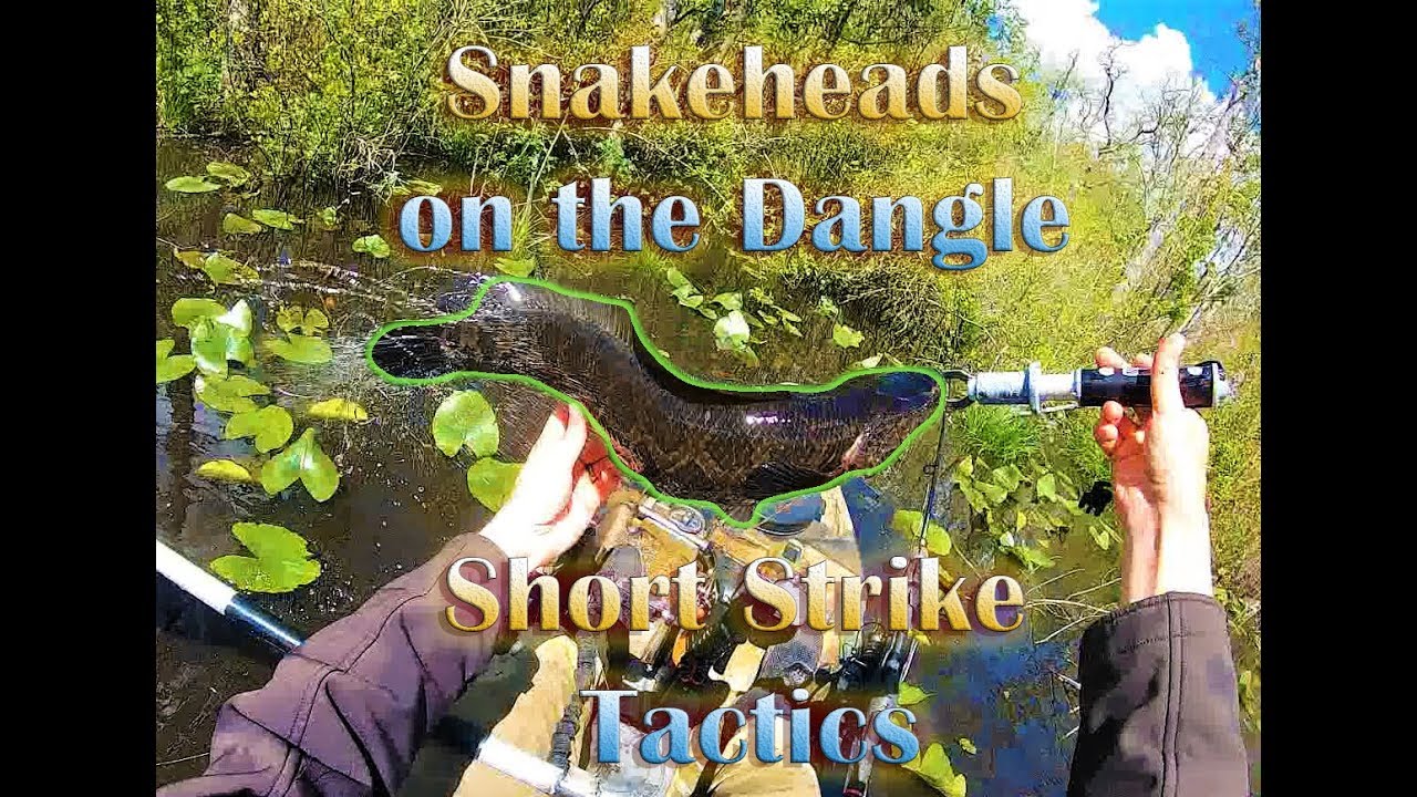 Snakeheads on the Dangle and Short Strike Tactics - YouTube