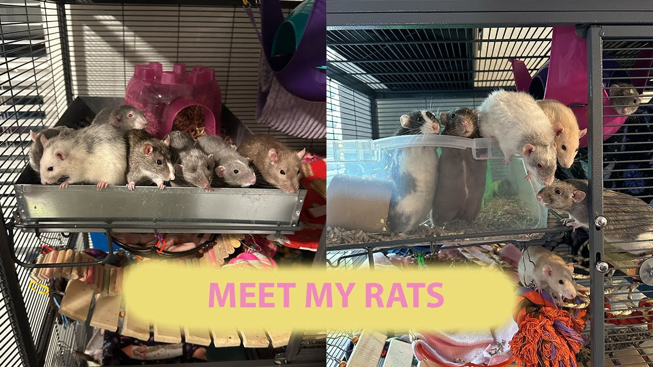 MEET MY RATS (2024) - YouTube