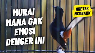 MURAI BATU GACOR FULL ISIAN TEMBAKAN MEWAH SANGAT AMPUH MELATIH MURAI BATU BONGKAR ISIAN