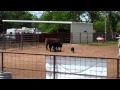 Pepper the cowdog Stock dog and working cattle dog. Pepper is trained to voice and whistle Pepper the cowdog Stock dog and working cattle dog. Pepper is trained to voice and whistle