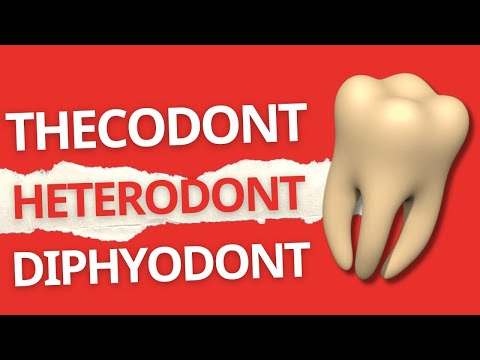 Видео: Какво е diphyodont thecodont?