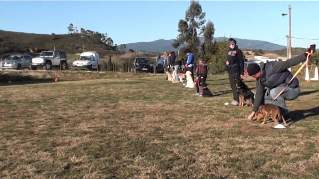 Obedience Training with started adults and puppies. YouTube