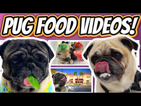 The BEST Pug