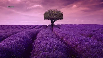 Peaceful Relaxing Instrumental Music, Meditation Calm Nature Music "lavender fields" By Tim Janis