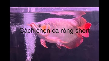 Cách chọn cá rồng short body chơi lâu dài