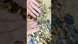 Finding treasure in canal. We found alligator necklace pendant! #treasurehunting #shorts