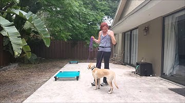 How to: E-collar Training Video Series #4 Phase 1 Layering Commands - Take the Lead K9 Training