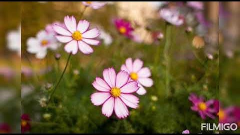 ماتيسر من سورة  يس _ بصوت القاريء _ عادل حسن الحجواني ...