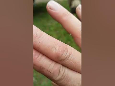 прикол с осликом смотри до конца #прикол #смешно #фанвидео #природа # ...