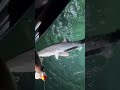 Caught black tip reef shark😬😬
