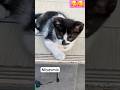 let's love animals 🥰 #cats #cat #kedi #kitten #automobile