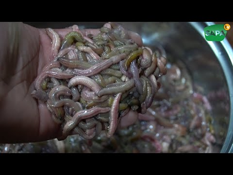 Video SAPA TV | NHÌN NHƯ CON ĐỈA NHƯNG ĂN NGON CỰC | CHẢ... - youtube