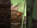 My superworm morphed into a darkling beetle!