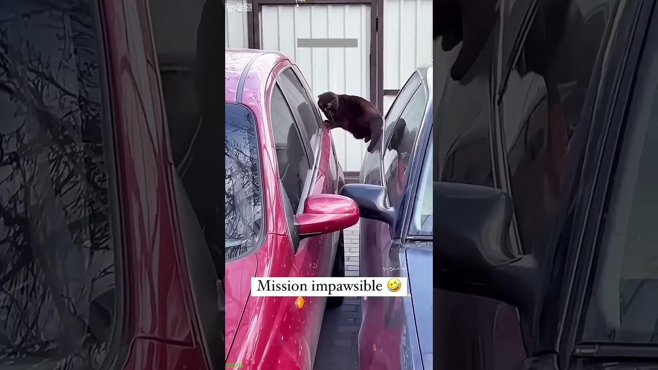 Cute Animals ❤️ funny cats compilation 🥰 # 