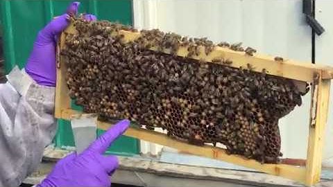 Beehive Tour: Drone bees hatching.