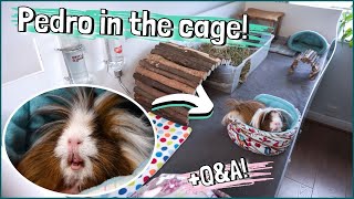 Pedro the Guinea Pig: Cage Introductions and Piggie Bonding Q&A