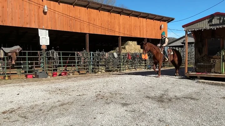 Sold 1- sorrel QH gelding 6yr old 16H $2350 