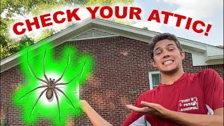 Home Infested with Brown Recluse Spiders  Treatment & Tips