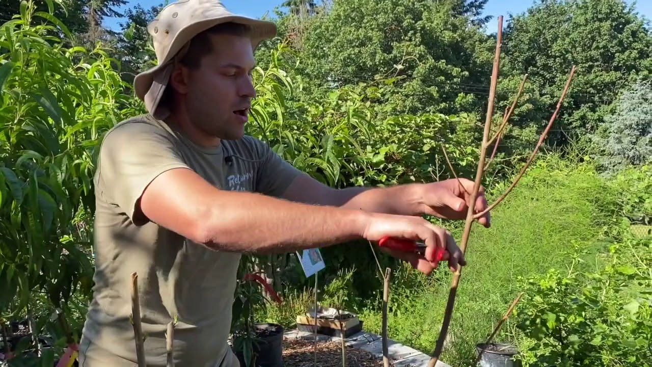 Bringing Bare-Root Fruit Trees Back To Life!