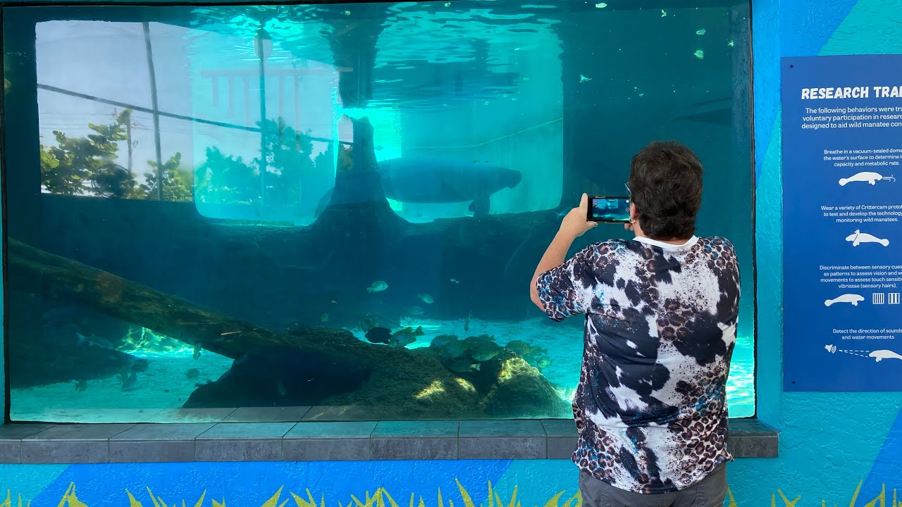 Mote Marine Laboratory & Aquarium in Sarasota Florida YouTube