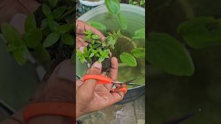 Plastic Pot Water Pond Setup for Fishes #shorts