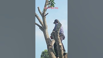 Cưa cây xoài @cuacaydongthap