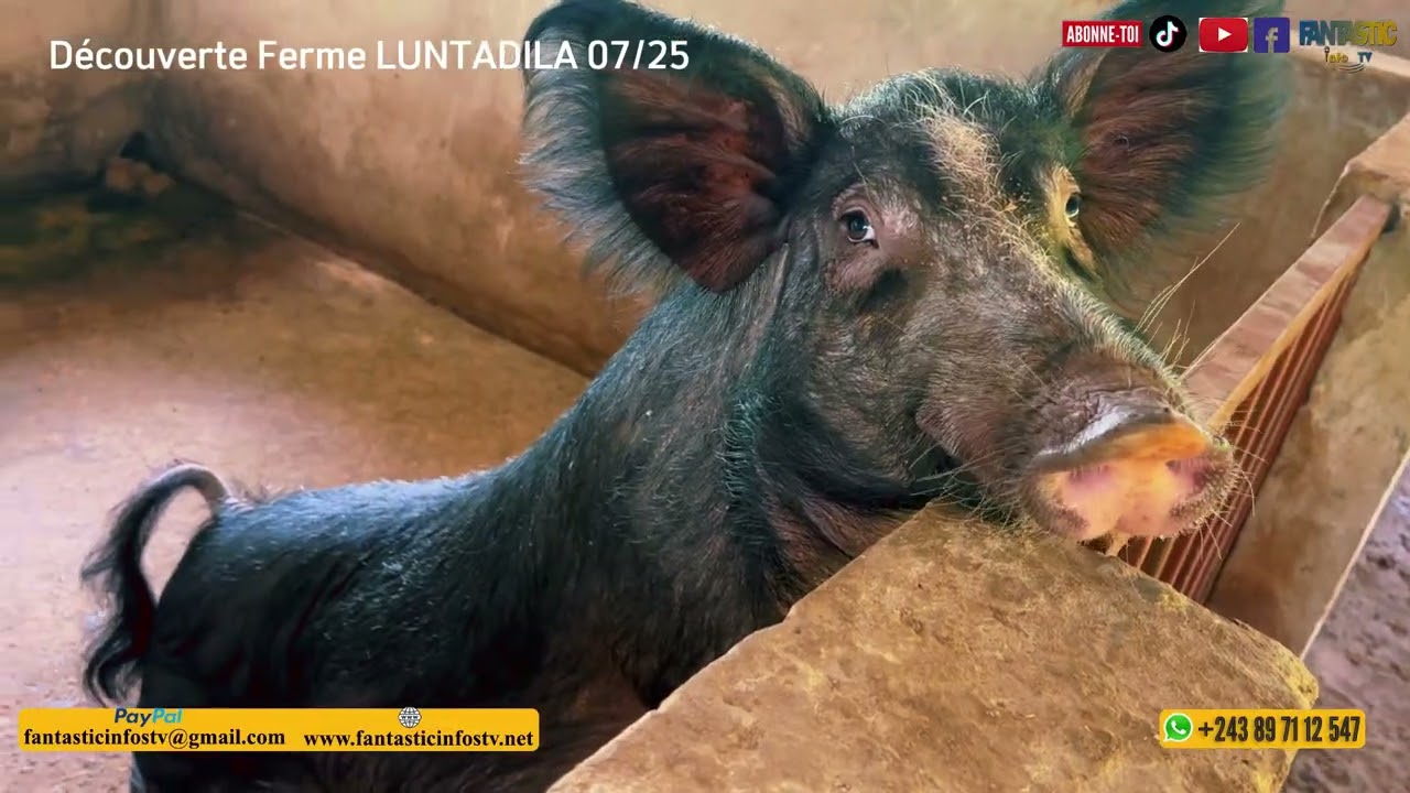 FERME LUNTADILA EN 3 ZONES : ELEVAGE, JARDIN ET VERGER AU KONGO CENTRAL