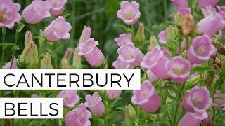 How to Grow Canterbury Bells from Seed  Cut Flower Gardening for Beginners Series