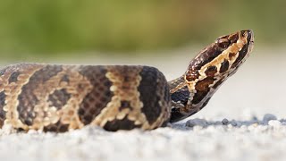 Water Moccasin by Tim Harrell 8,759 views 2 years ago 4 minutes, 10 seconds